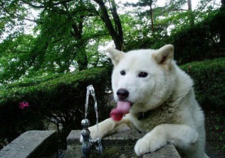 吃饱喝足