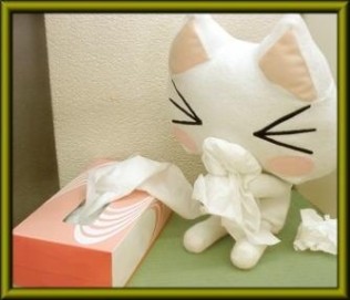 腹痛·汗滴·以及猫