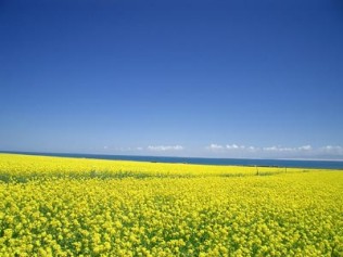 惊残好梦无寻处